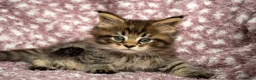 Maine Coon cats for sale: Beautiful Maine Coon Kittens - Advert 31