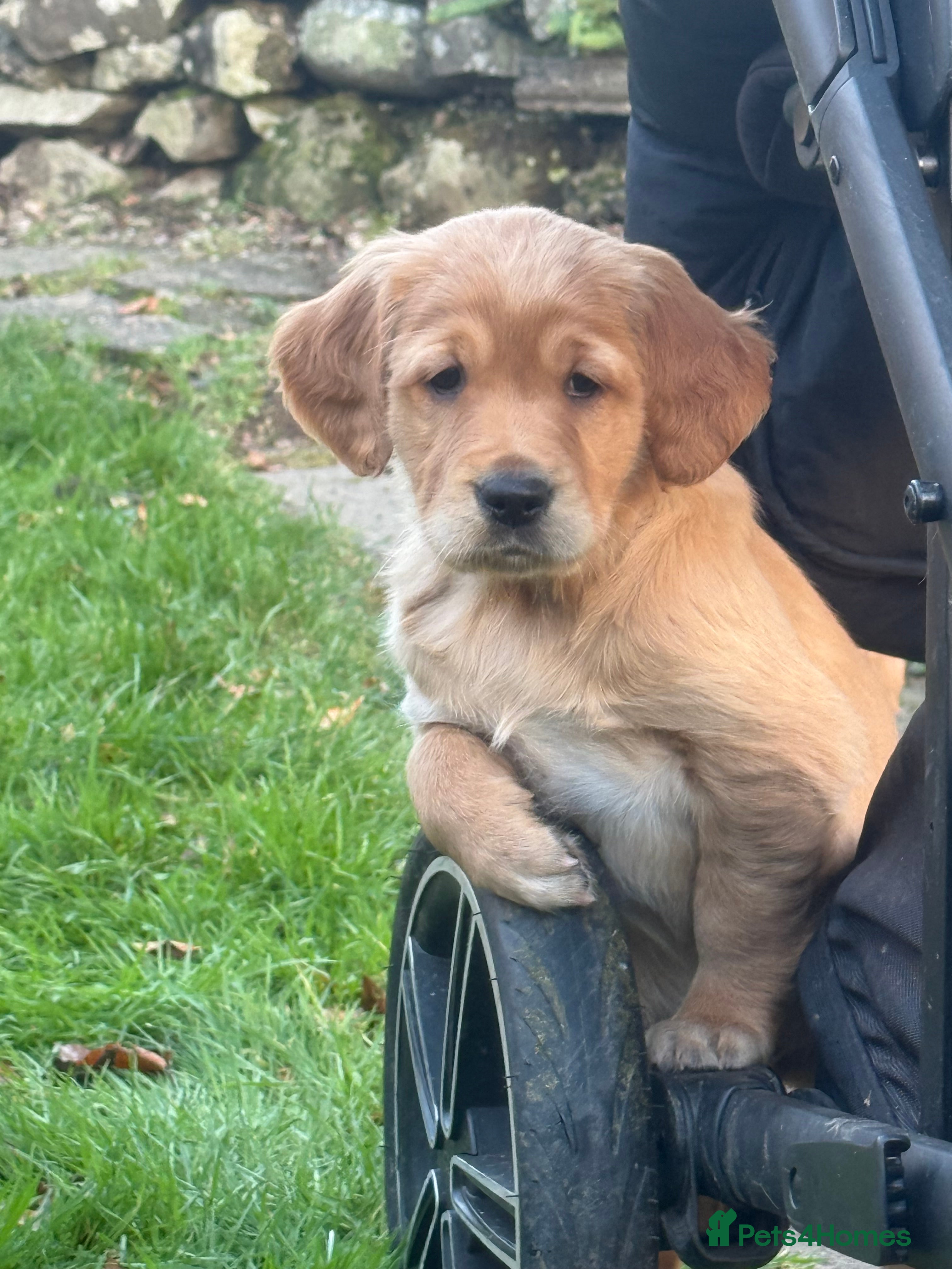Golden Retriever dogs KC Working Golden Retriever Pups - Advert 9