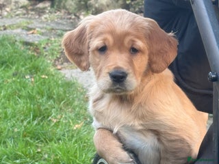 Golden Retriever dogs KC Working Golden Retriever Pups - Advert 9