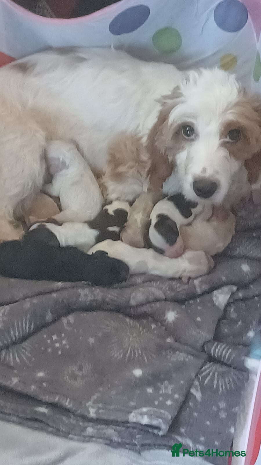 Sproodle dogs Ready to leave now! Beautiful sproodle puppies - Advert 3