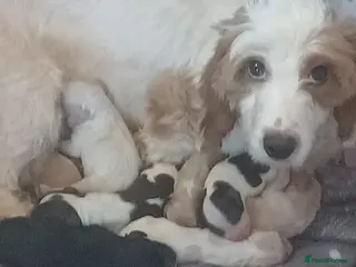 Sproodle dogs Ready to leave now! Beautiful sproodle puppies - Advert 3