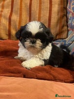 Shih Tzu dogs Pure bred pedigree Shih Tzu puppies - Advert 4