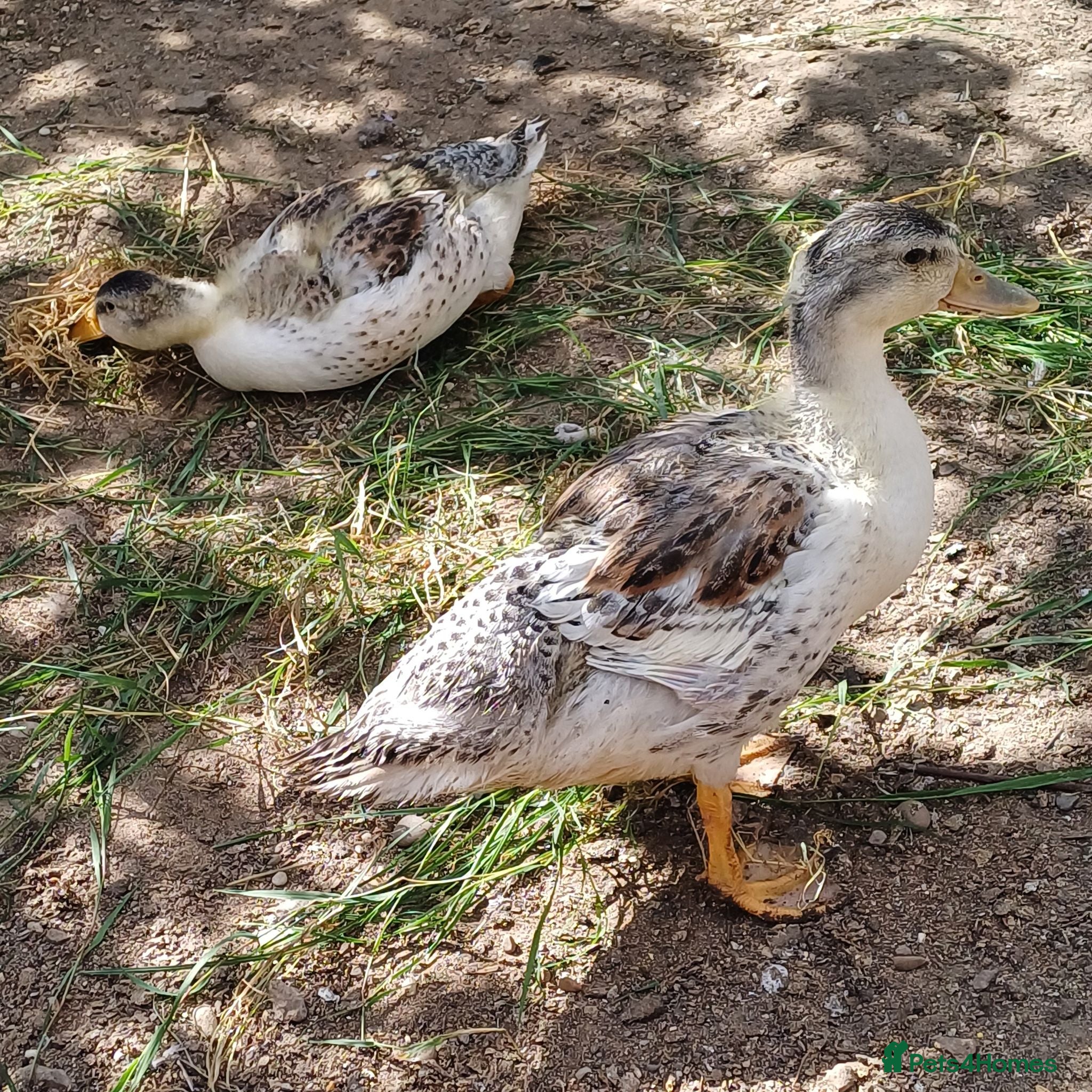 Chickens poultry Chickens, Ducks & Baby Chicks for Sale! 🐔🦆🐥   - Advert 2