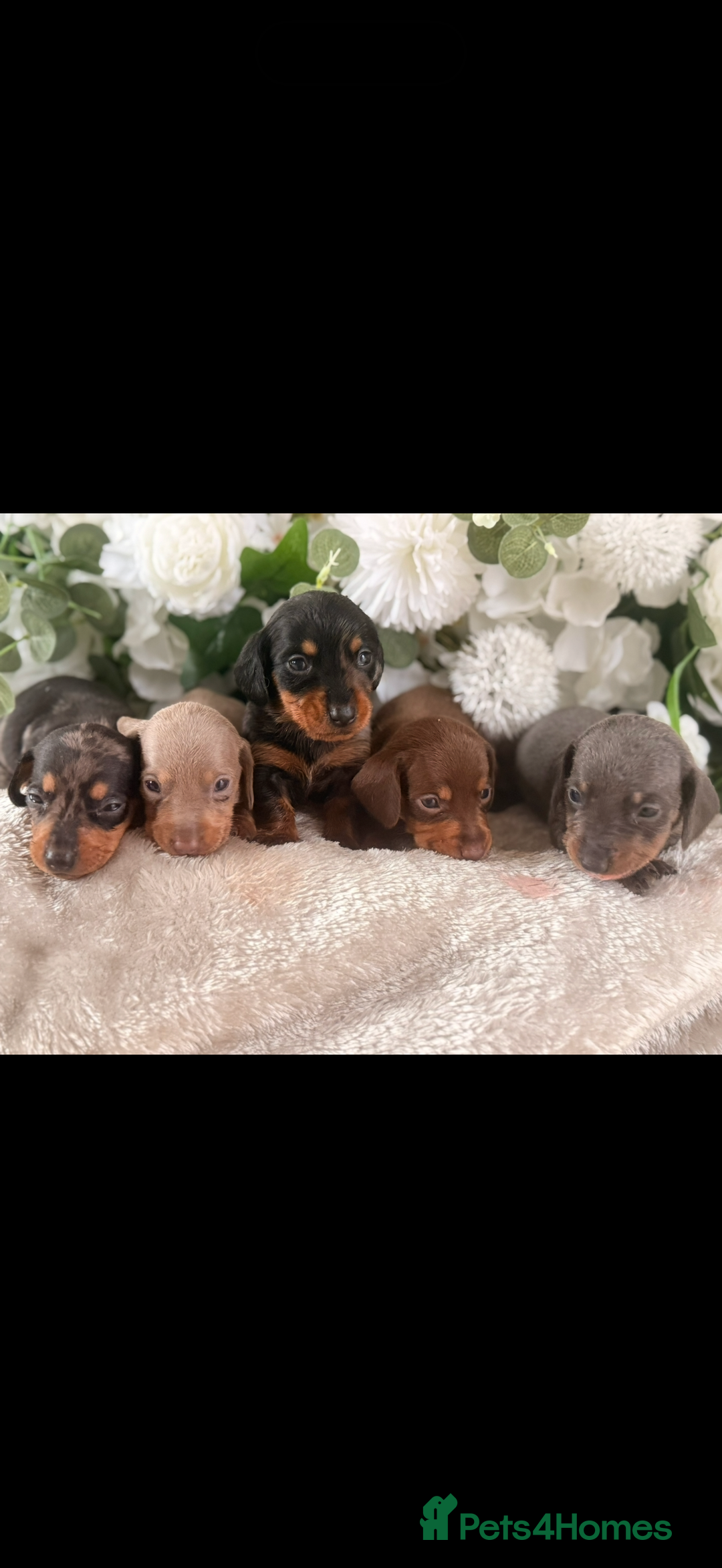 Dachshund dogs for sale: ⭐️LAST BOY AVAILABLE- Mini dachshunds pups⭐️ - Advert 11