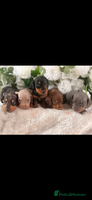 Dachshund dogs - Advert 4