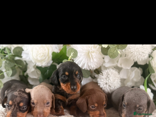 Dachshund dogs - Advert 4