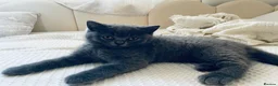 British Shorthair cats for sale: Last 2 Boys Blue British Shorthair Kittens - Advert 21