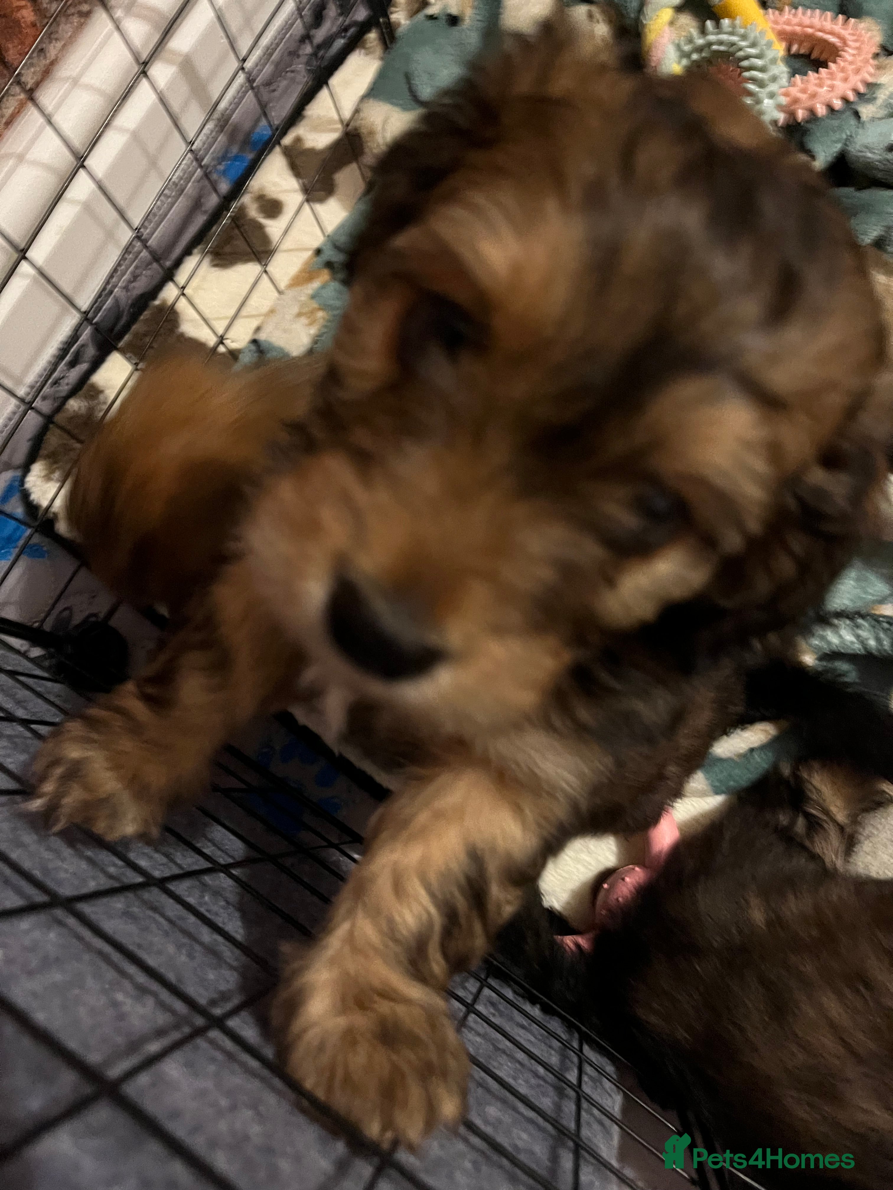 Mixed Breed dogs Beautiful Zuchon Doxies - Advert 2