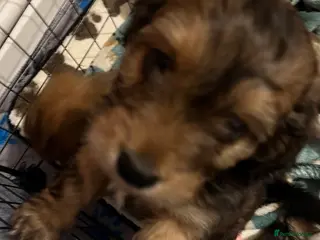 Mixed Breed dogs Beautiful Zuchon Doxies - Advert 2