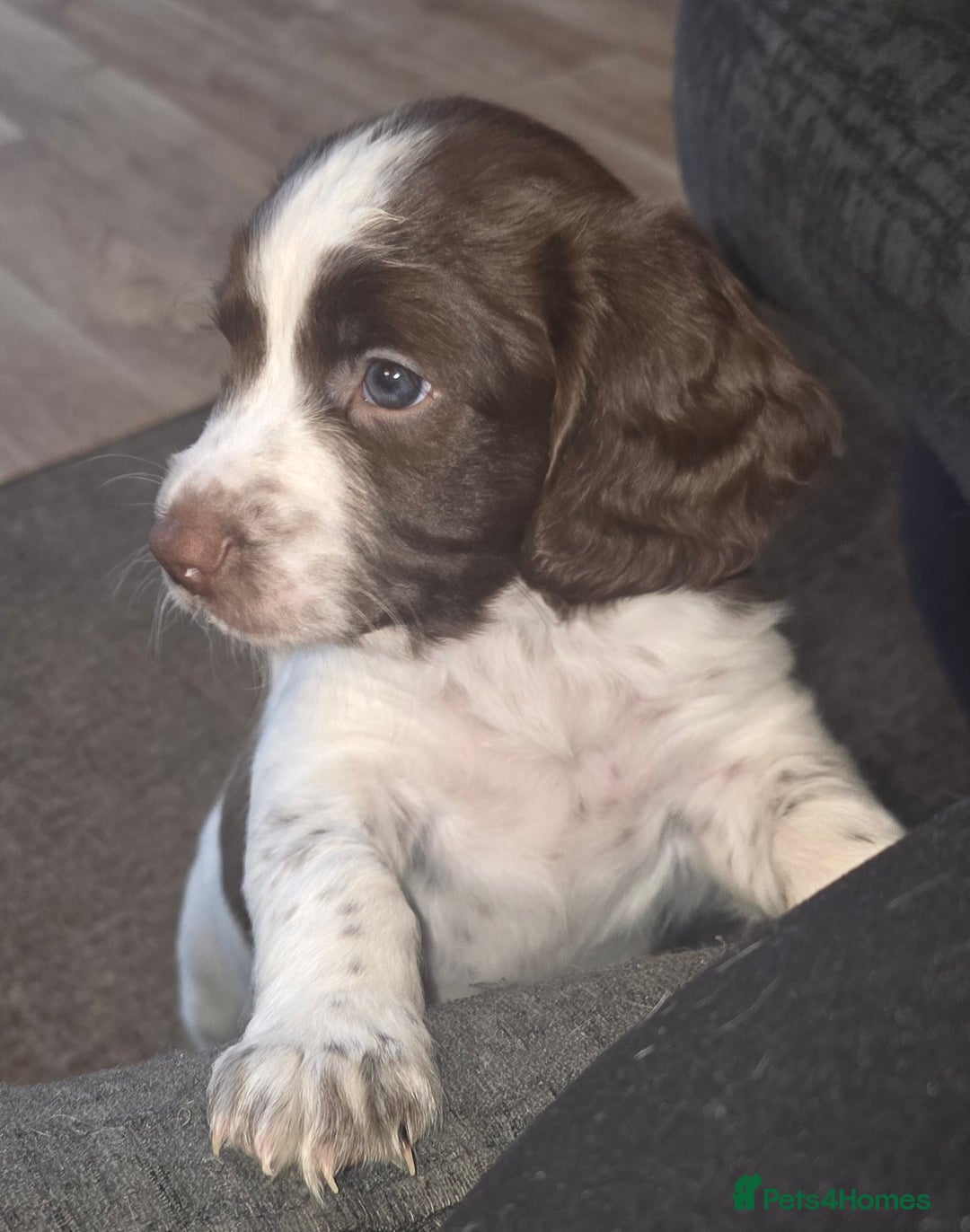 Sprocker dogs for sale: Home-Reared Sprocker Puppies  - Advert 33