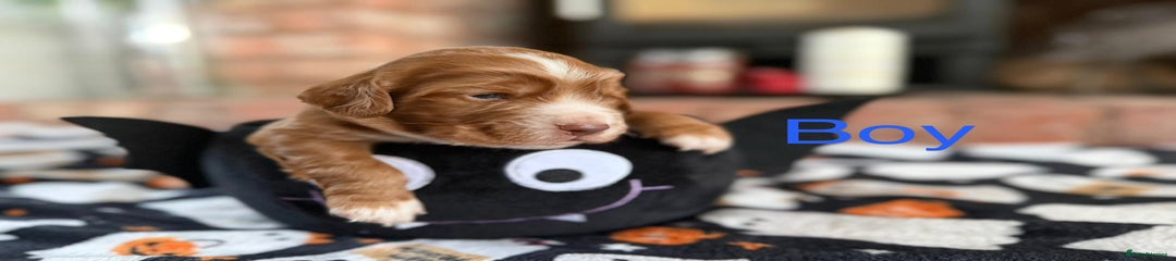Cocker Spaniel Puppy 1
