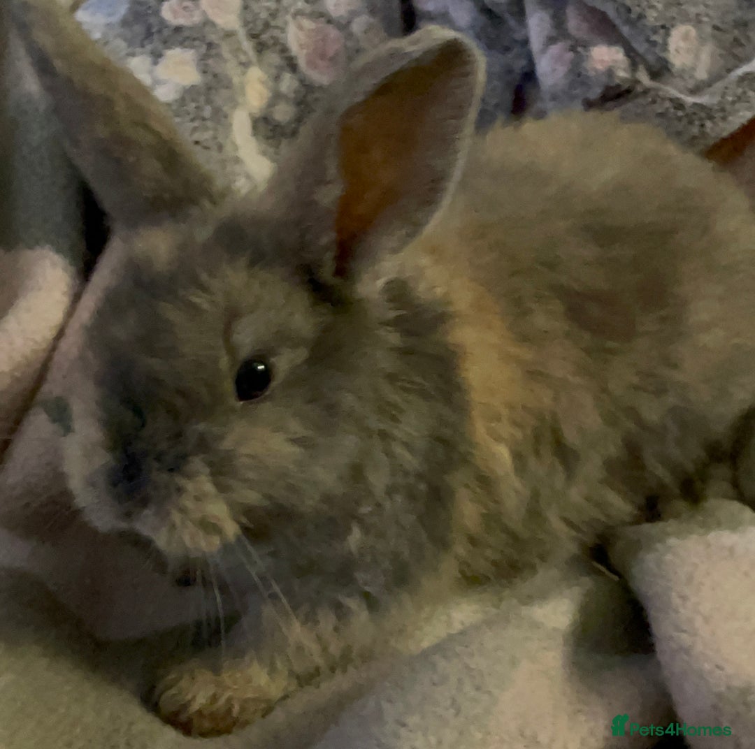 Lionhead rabbits for sale: bunnies - Advert 15