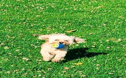 Cavapoo dogs for sale: Colin the Cavapoo age 4 - Image 3