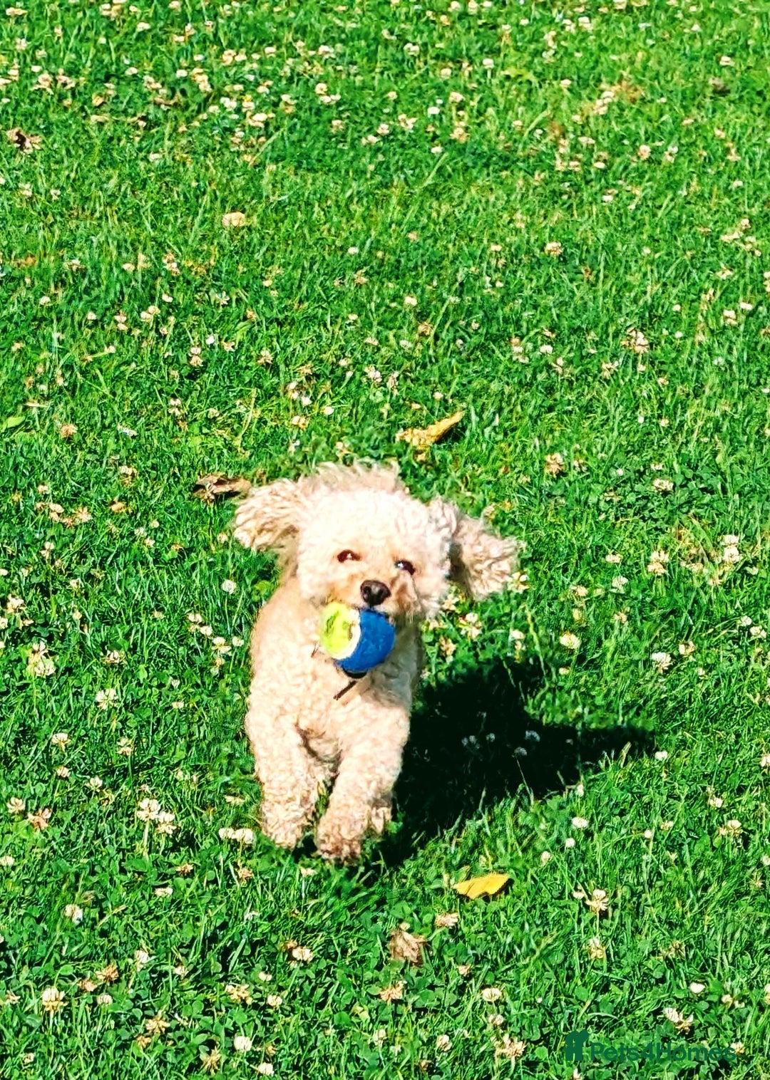 Cavapoo dogs for sale: Colin the Cavapoo age 4 - Image 3