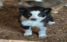 Border Collie dogs for sale: A beautiful mixed litter of border collies  - Image 13