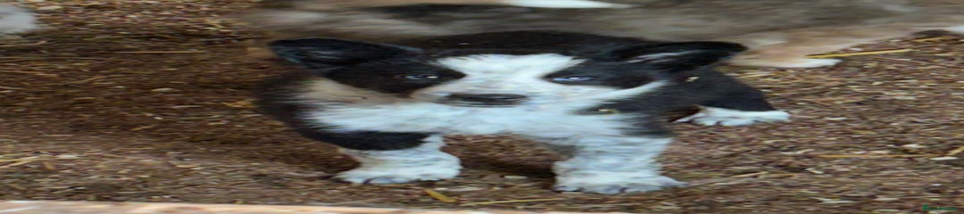 Border Collie Puppy 3