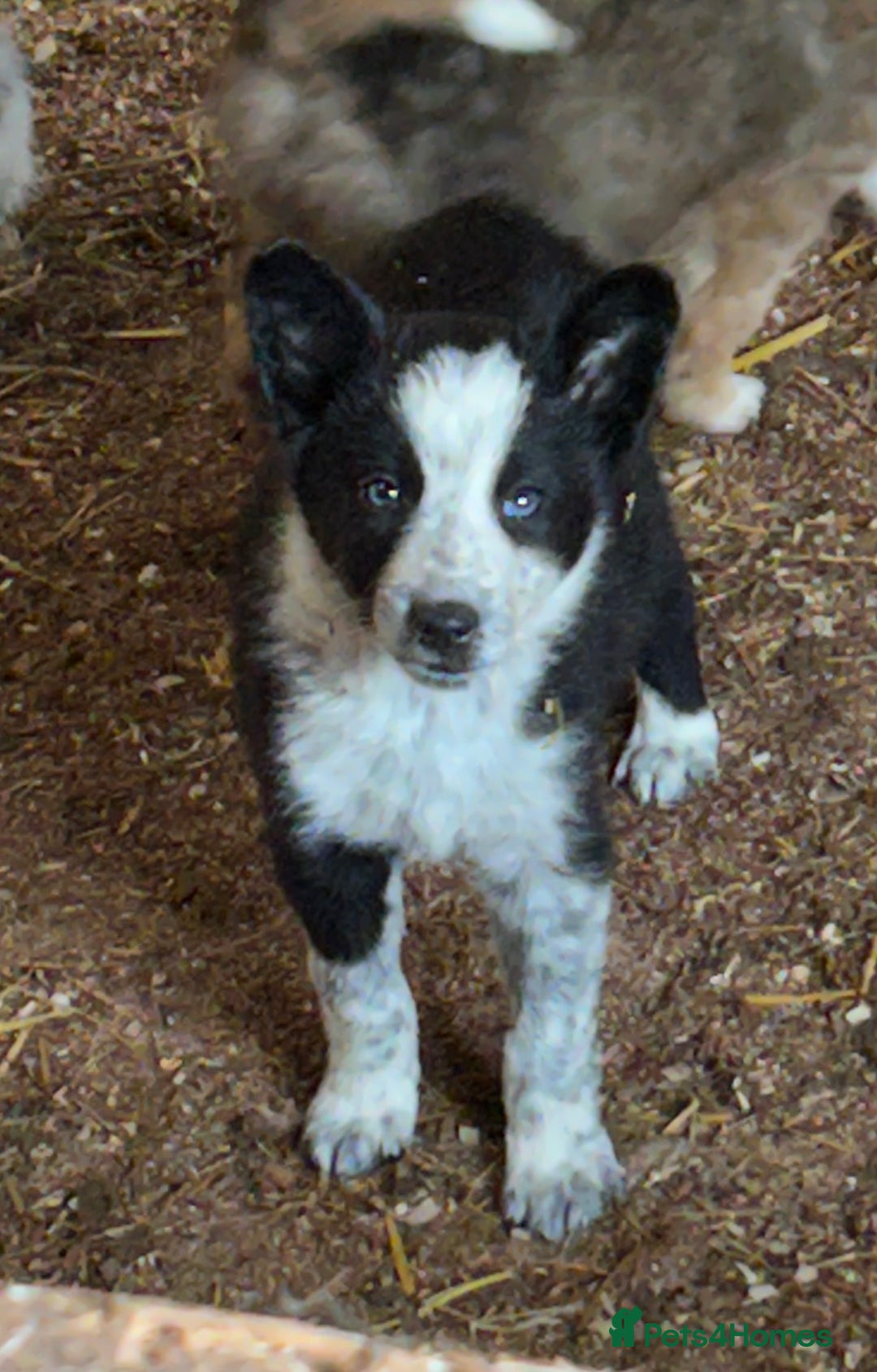 Border Collie dogs for sale: A beautiful mixed litter of border collies  - Image 13