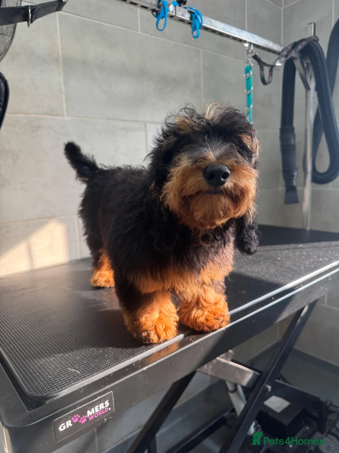 Doxiepoo dogs for sale: 5⭐️ Licensed. Doxiepoo ready to leave.  - Advert 1