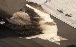 Mixed Breed cats for sale: 5 beautiful kittens  - Advert 2