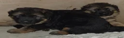 German Shepherd dogs for sale: Beautiful German shepherd puppies in Wednesbury - Advert 1
