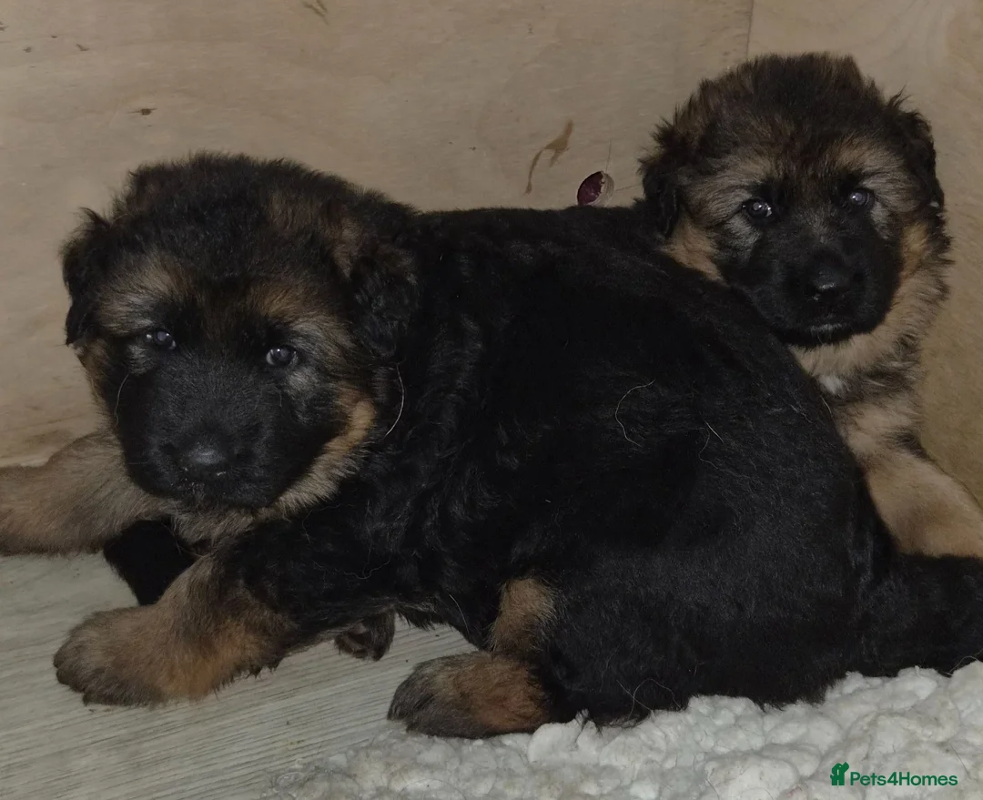 German Shepherd dogs for sale: Beautiful German shepherd puppies in Wednesbury - Advert 1