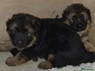 German Shepherd dogs Beautiful German shepherd puppies - Advert 6