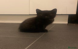 Mixed Breed cats for sale: 4 Black + Black and white kittens for sale! - Image 6