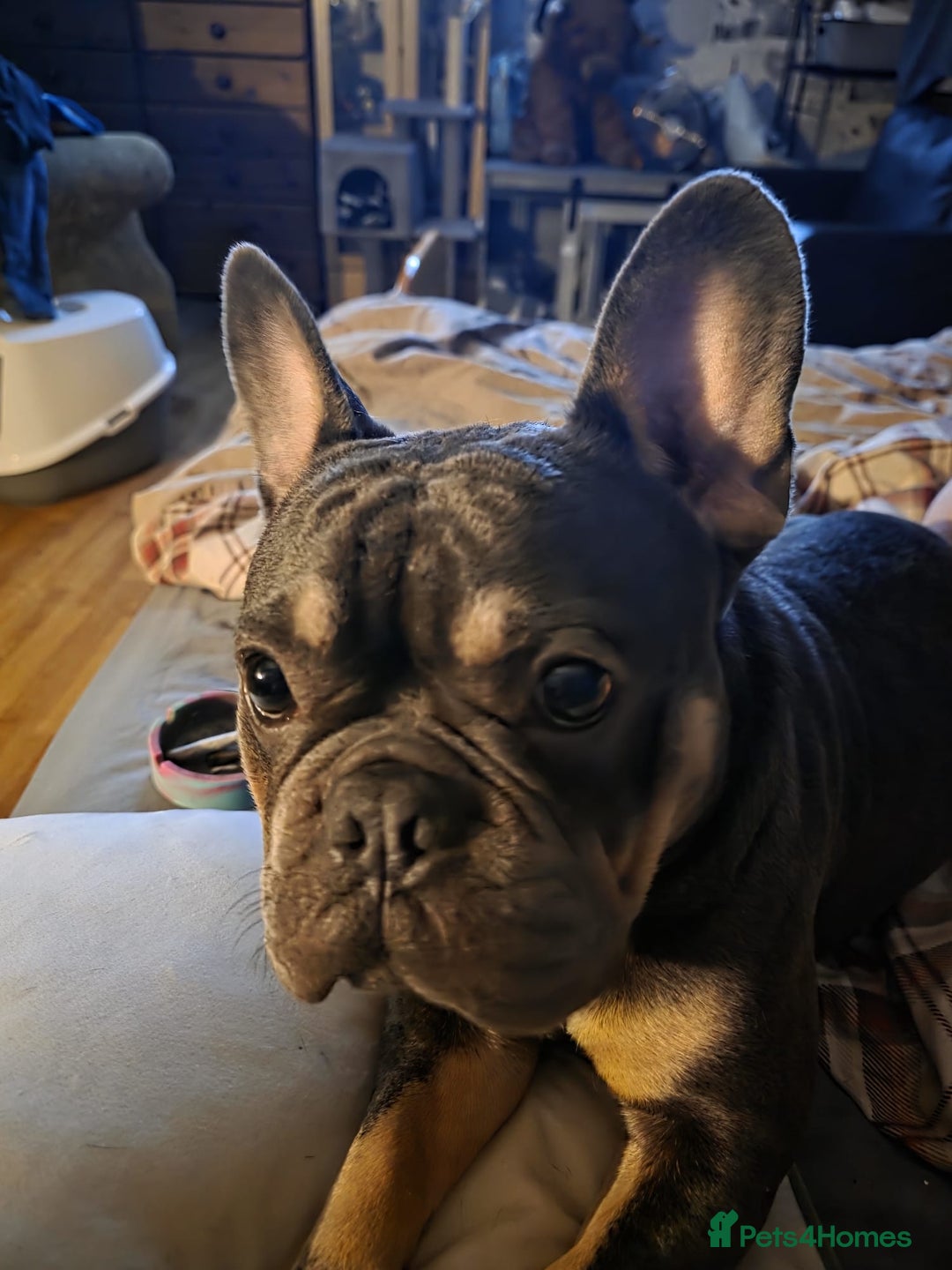 French Bulldog dogs for sale: Male French bulldog for sale  - Image 3