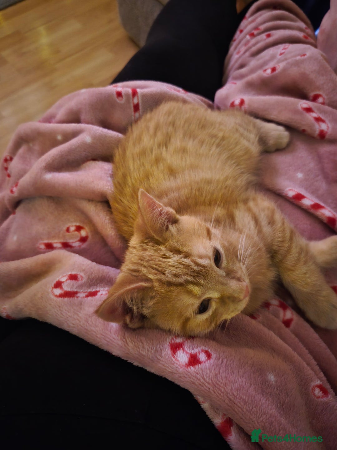 Mixed Breed cats for sale: Pretty Ginger Girl - Advert 8