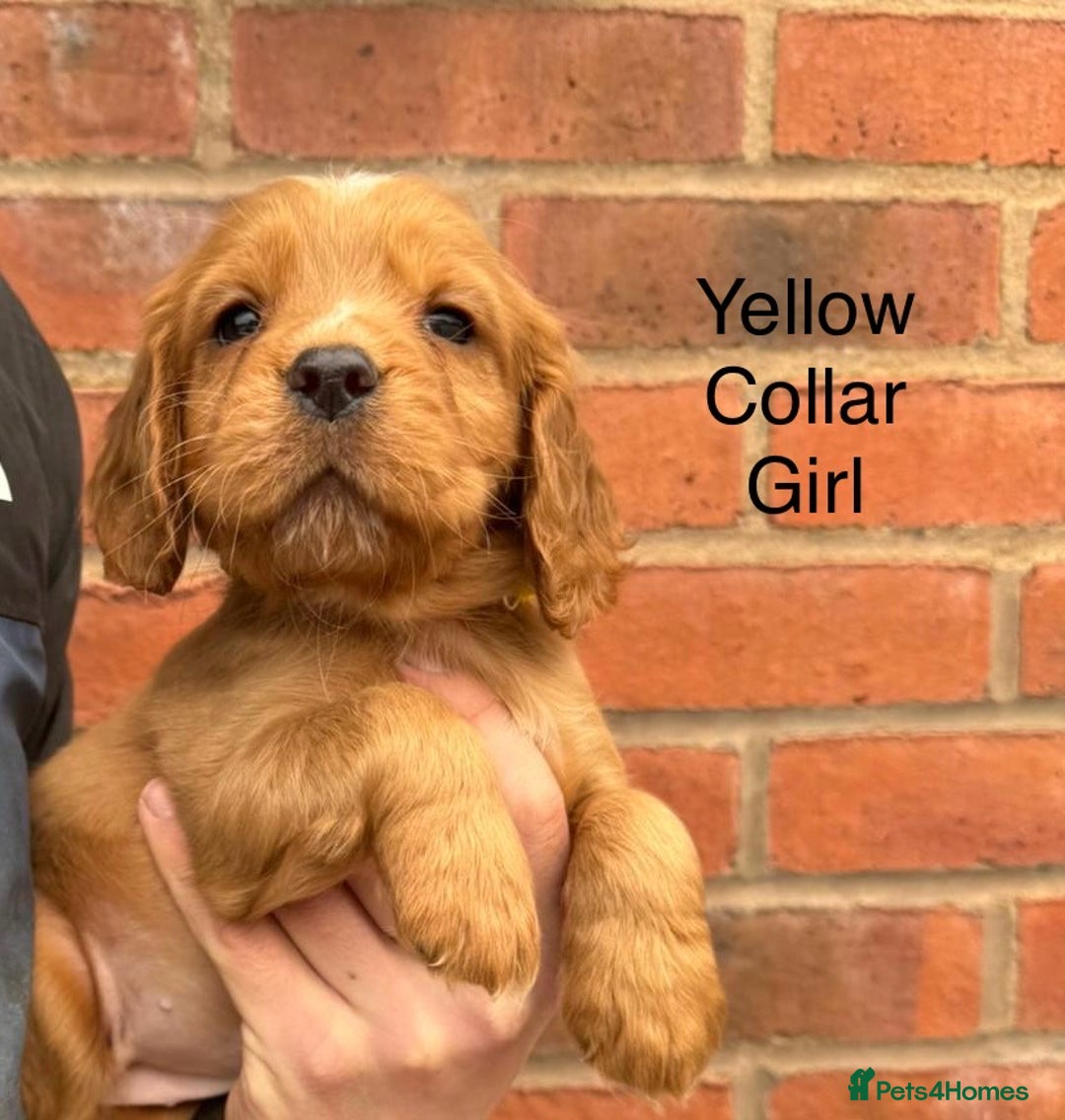 Cocker Spaniel dogs for sale: KC Reg & Health Tested Working Cocker Spaniels - Advert 14
