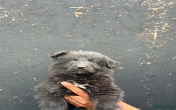 Mixed Breed dogs for sale: Long Coat German Shepherd Puppies for Sale - Image 1