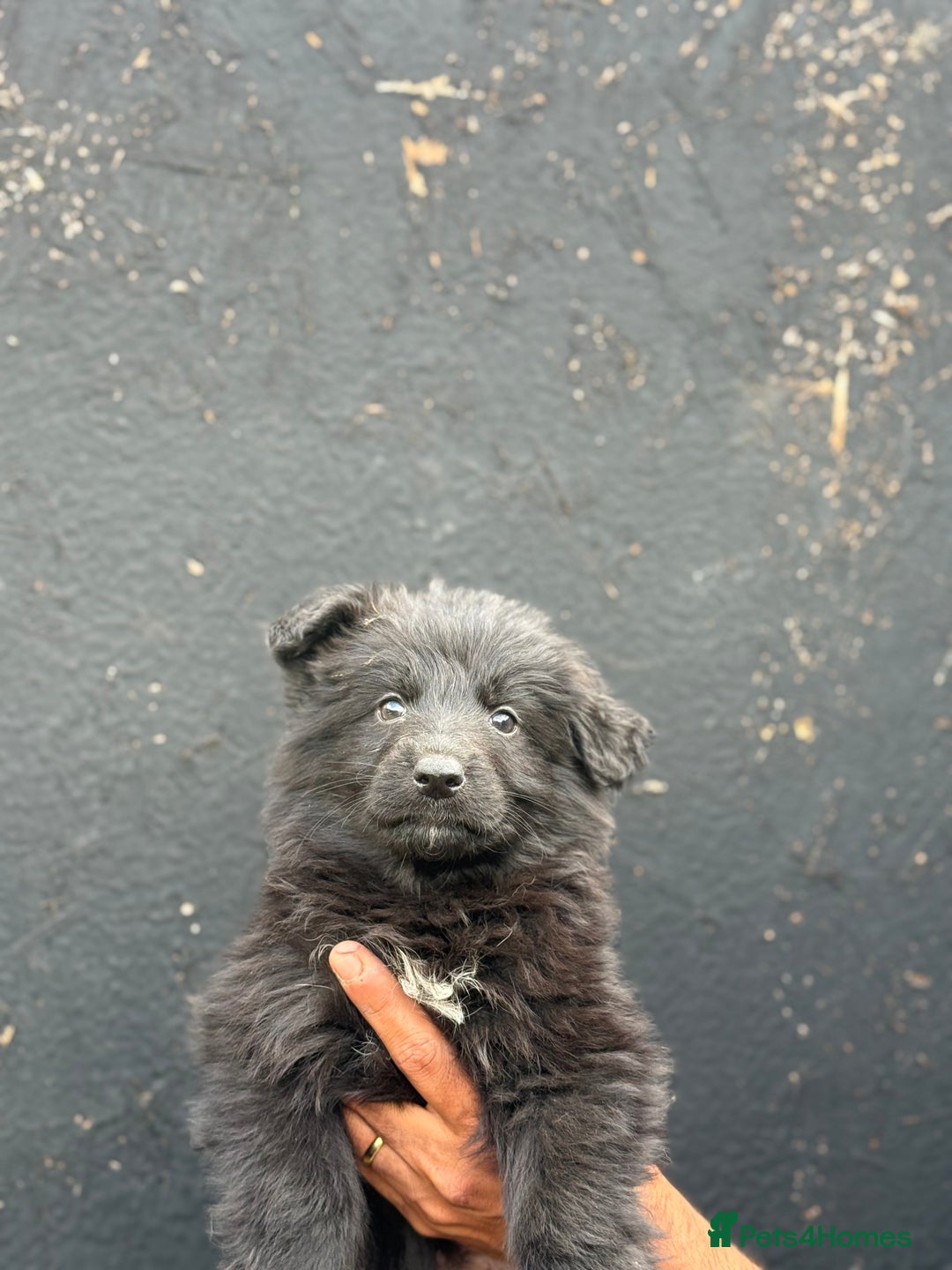 Mixed Breed dogs for sale: Long Coat German Shepherd Puppies for Sale - Image 1