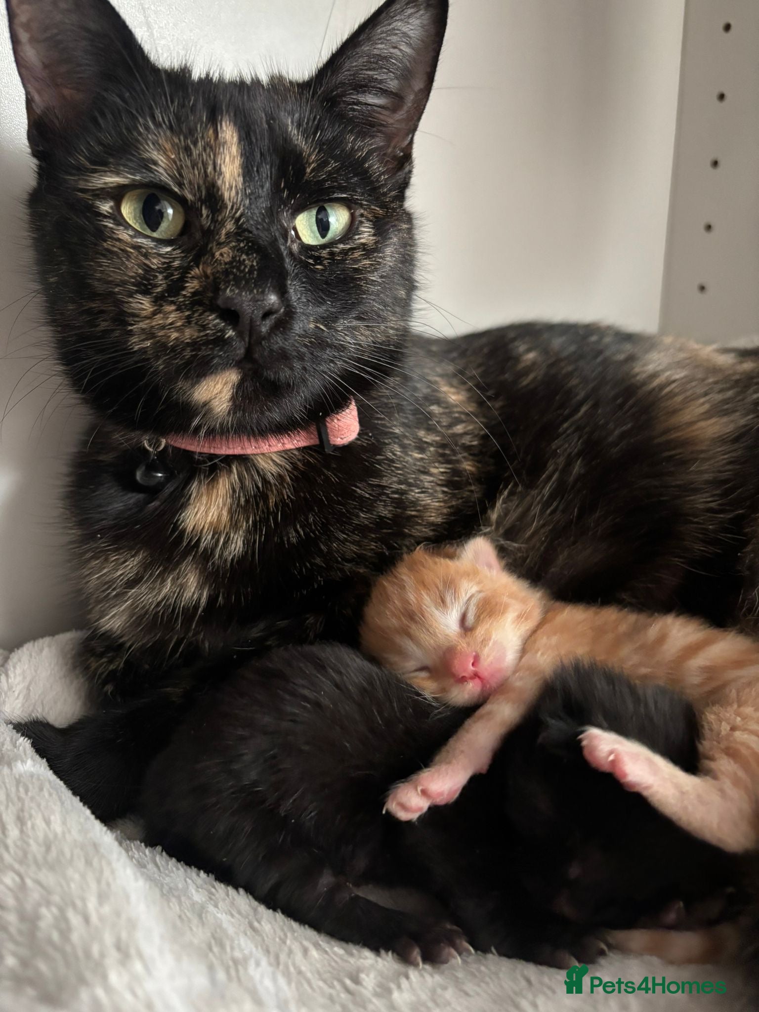 Domestic Shorthair cats Litter of kittens - Advert 1