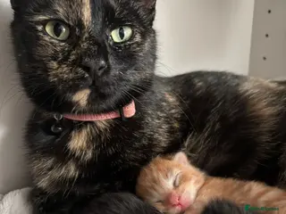 Domestic Shorthair cats Litter of kittens - Advert 1