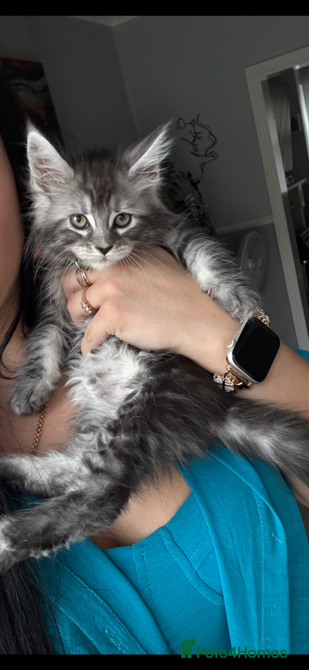 Maine Coon cats for sale: Russian XL Maine coon GIRL still looking HOME! ❤️ in Preston - Image 10