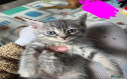 Domestic Shorthair cats for sale: Kittens - Image 3