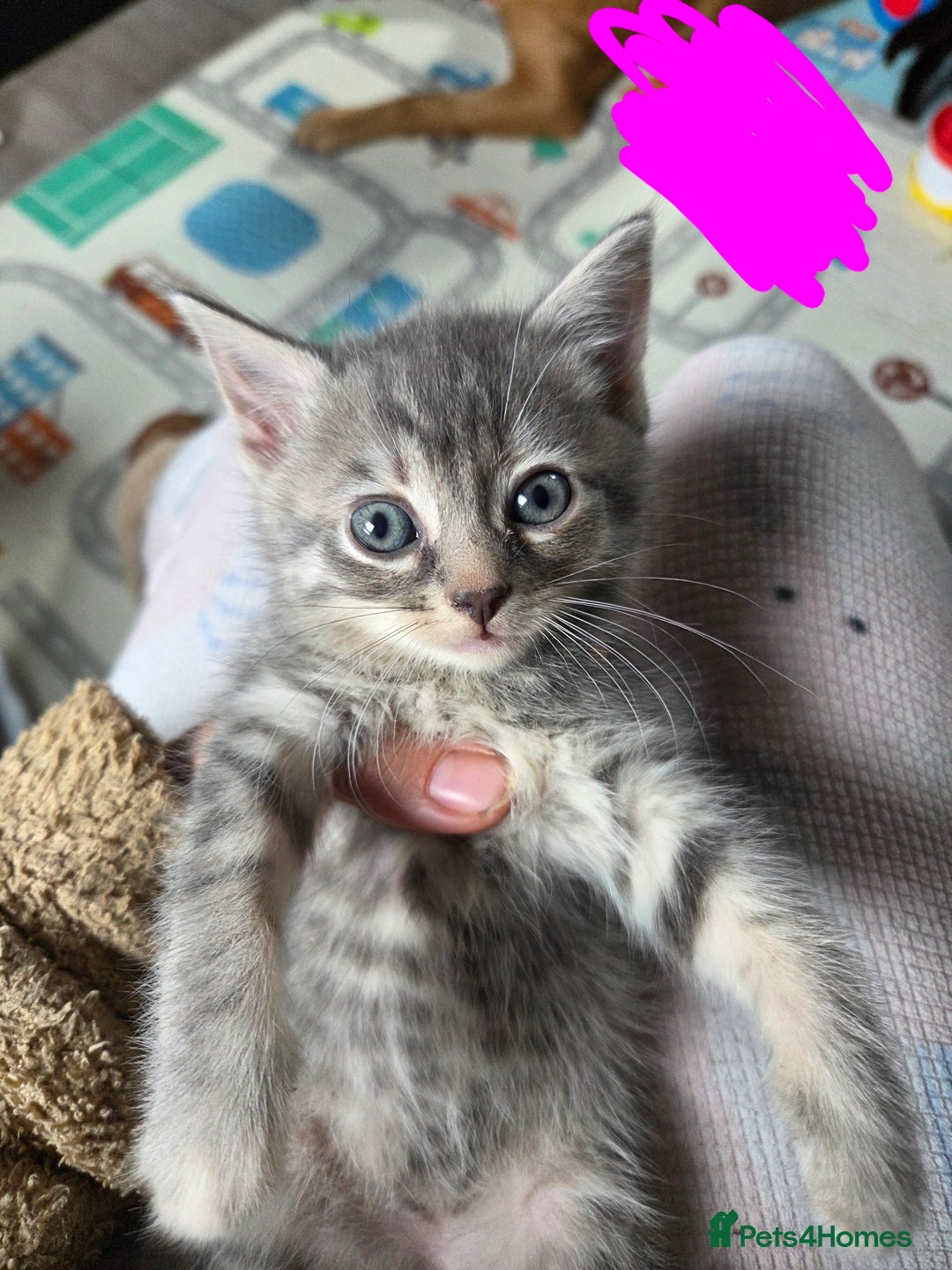 Domestic Shorthair cats for sale: Kittens - Image 3