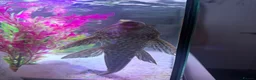 Plecos fish for sale: pleco fish urgently rehome - Advert 3