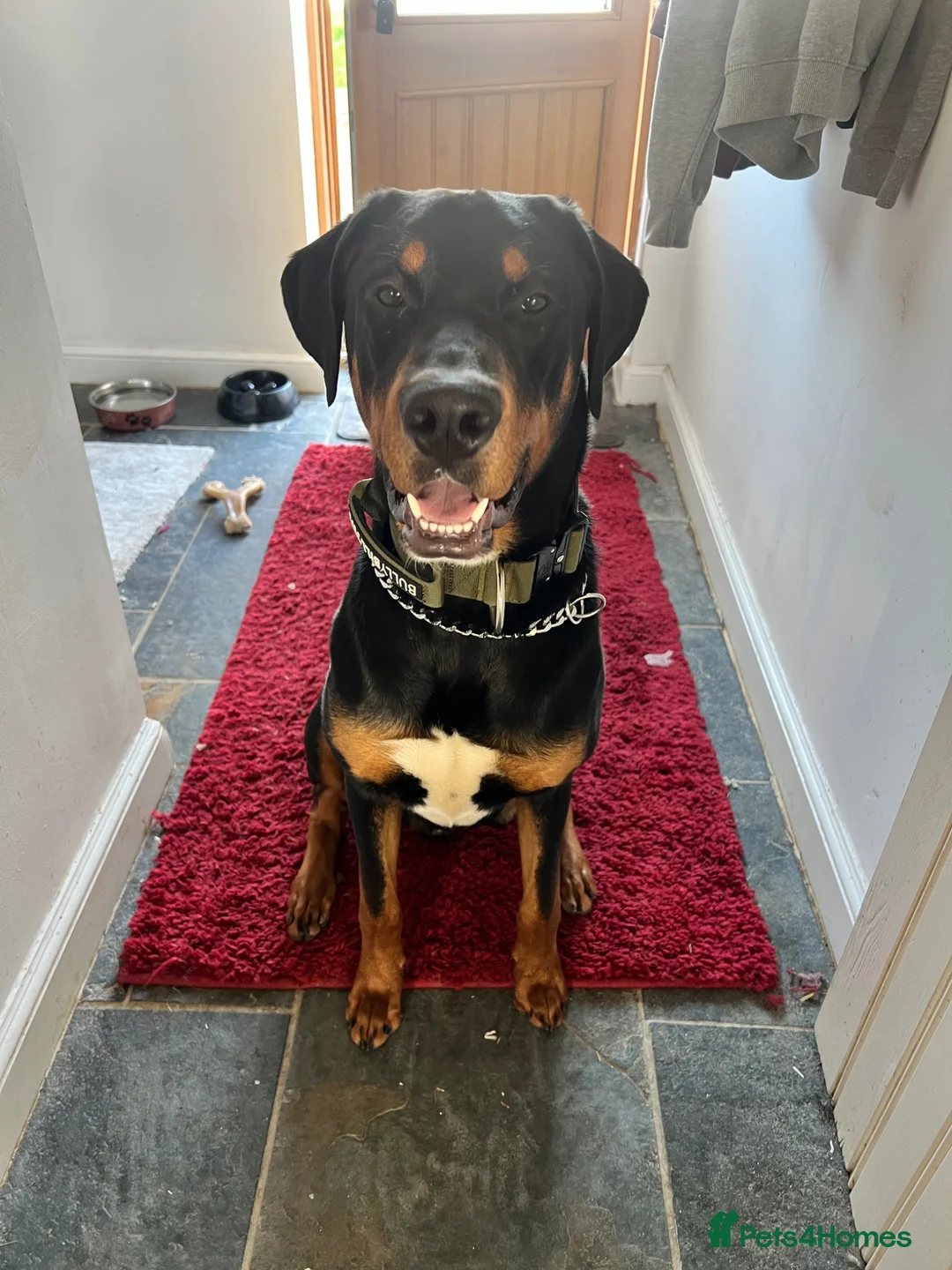 Mixed Breed dogs for sale: 1yr Dobermann x Bernese male  in Southampton - Advert 2