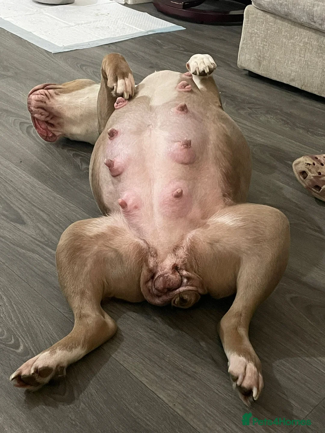 Dorset Olde Tyme Bulldogge dogs for sale: TYSON - 5 Month old Olde Tyme Bulldog in Bilston - Advert 2