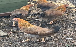 Mixed Breed birds for sale: Wellsummers  - Image 1