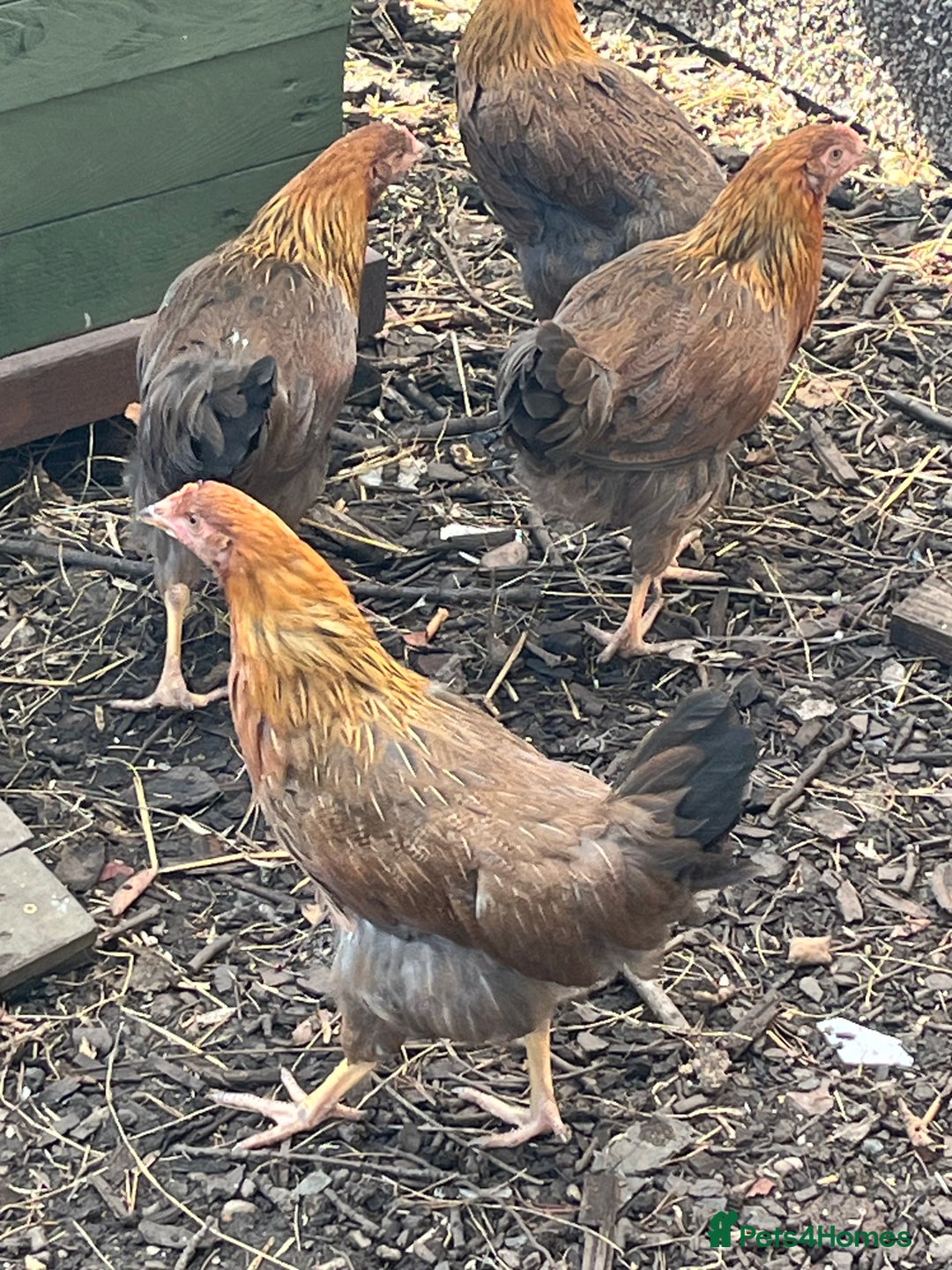 Mixed Breed birds for sale: Wellsummers  - Image 1