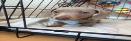 Miniature Dachshund dogs for sale: Baby Bertie  - Advert 3