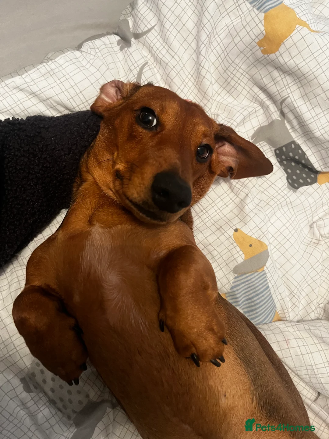 Miniature Dachshund dogs for stud: Proven Shaded red miniature dachshund stud in Pontypool - Advert 3