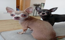 Chihuahua dogs for sale: Looking for a Loving Home for Two Adorable Chi's💕 - Image 1