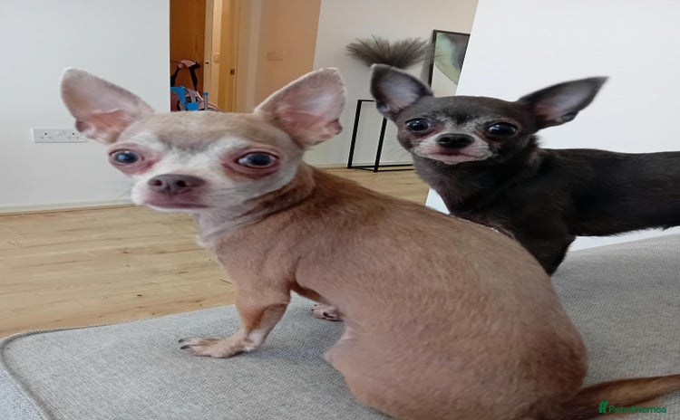 Chihuahua dogs - Advert 3