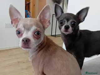 Chihuahua dogs Looking for a Loving Home for Two Adorable Chi's💕 - Advert 2