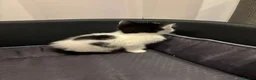 Mixed Breed cats for sale:  Adorable Kittens Looking for Their Forever Homes - Advert 9