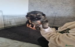 German Shepherd dogs for sale: German shepherd puppies  - Image 8