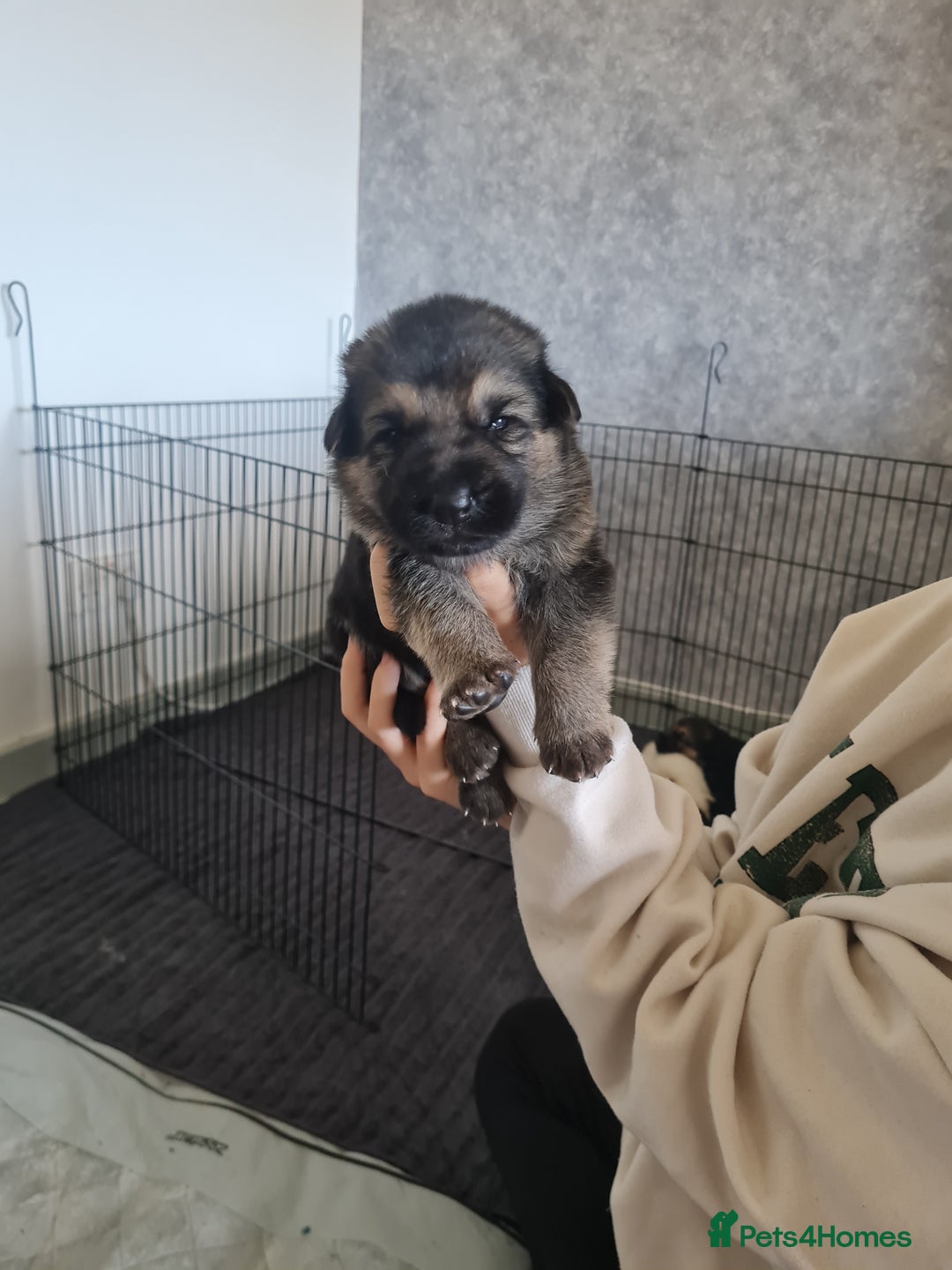 German Shepherd dogs for sale: German shepherd puppies  - Image 8